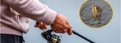 Короп буде клювати, якщо прикормите його цим