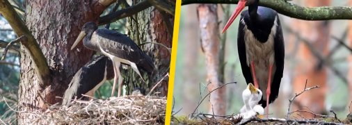 Чорний лелека з пташенятами