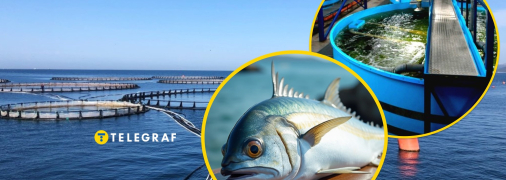 Дорадо выращивают в Украине