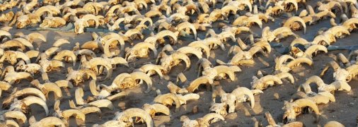 Поле з головами баранів