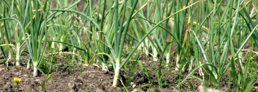 Что сажать на грядку после чеснока и лука