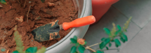 Эти растения - неприхотливые