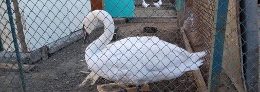 Лебедь будет жить рядом с другими представителями своего вида