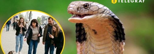 На Киевщине нашли "кобру"