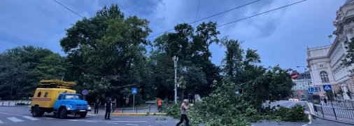 Ветер повалил дерево во Львове