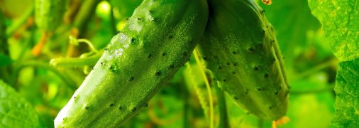 В теплице лучше выращивать огурцы гибридные и "партенокарпики"