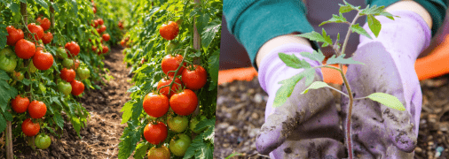 Цей спосіб може підійти не всім сортам