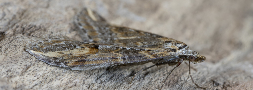 Міль – небажаний гість у будинку