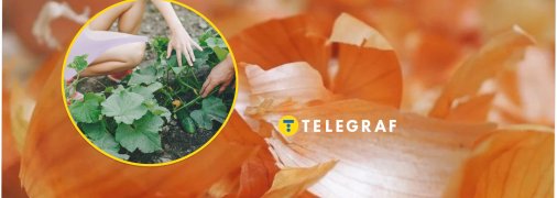 Цибулиння — скарб для городу