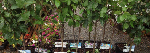 Саженцы яблони, абрикосы, сливы, груши - когда лучше сажать