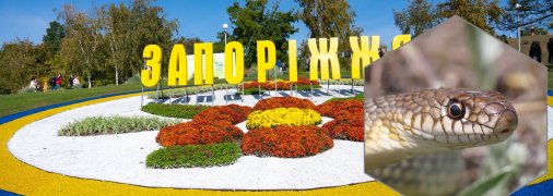Желтобрюхий полоз в Запорожье