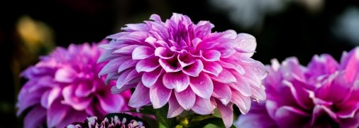 Правила ухода за георгинами летом