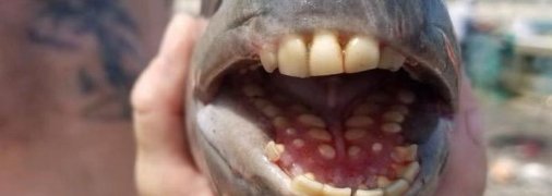 В США поймали карася с человеческими зубами (фото)