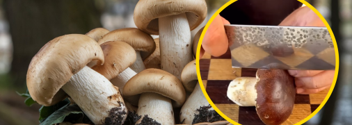 Отже, мити чи не мити гриби