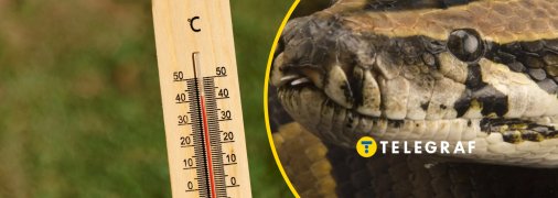 Пітонам теж спекотно