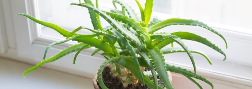 Алое - це сув'язь корисних мікроелементів