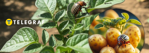 Колорадський жук більше не пройде!