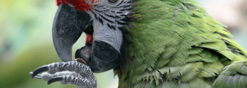 Папуга (ілюстративне фото)