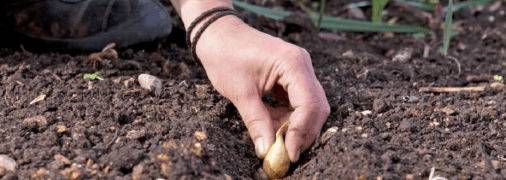 Посадка лука на зиму