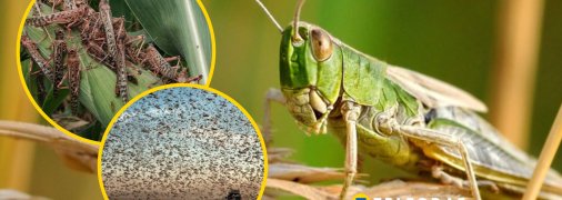 Нашествие саранчи в Украине