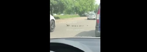 Птичек жалко: украинцев поразил водитель, бессердечно переехавший утиное семейство (видео 18+)