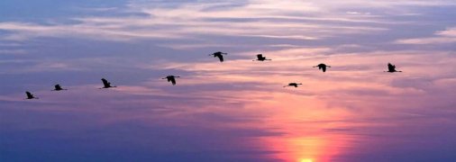 Перелетные птицы преодолевают путь над океаном