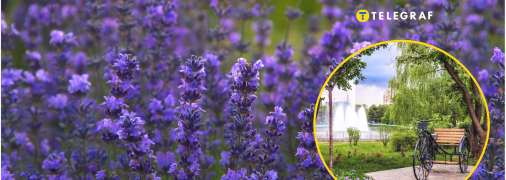 Лавандовая поляна