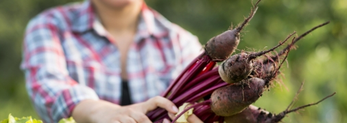 Як копати буряк і як дізнатися оптимальний час