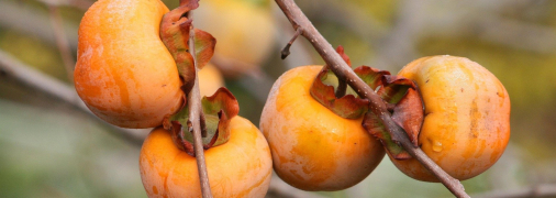 Хурму можно посадить просто у вас во дворе