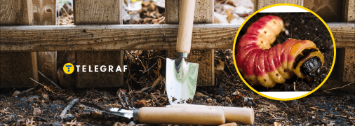 Червиця пахуча