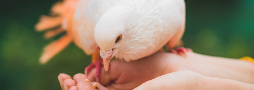 Психологический тест по картинке