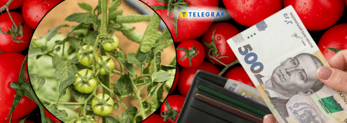 Выбирать рассаду на грядки нужно внимательно