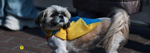 Собака з українським прапором