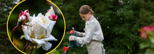 Троянди радуватимуть цвітінням навіть у літню спеку, якщо їх правильно удобрити