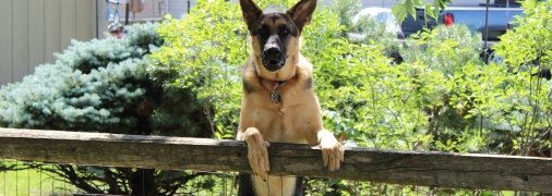 Як захистити домашніх тварин у спеку