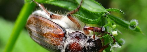 Травневий хрущ