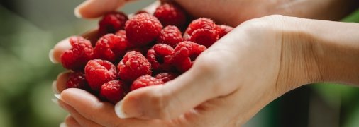 Чем лучше о малине заботиться, тем обильнее она плодоносит