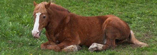 Кінь задушив батька 9 дітей: деталі безглуздої трагедії