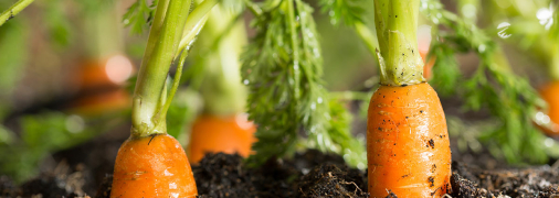 Які овочі можна встигнути посадити у липні