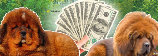 Тибетский мастиф