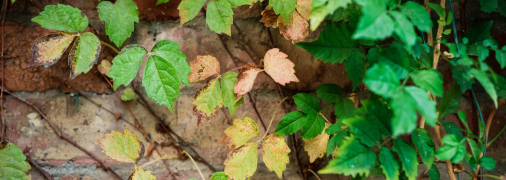 Плющ – головний біль дачників