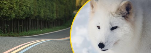 В Україні є село з однойменною назвою тваринки