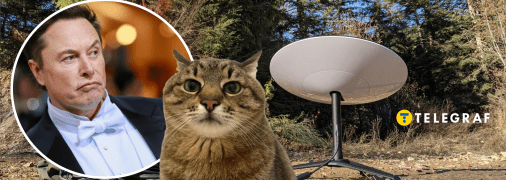 Ілон Маск та кіт