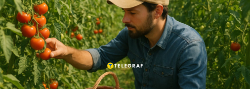 Ідеальне добриво для помідорів