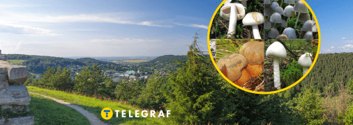 На Тернопільщині виявили два нових види грибів