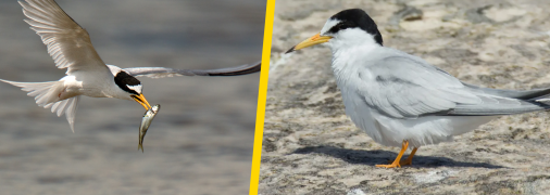 Крячок малий