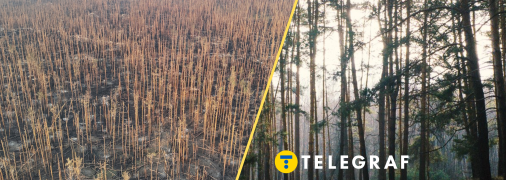 Коллаж "Телеграф"