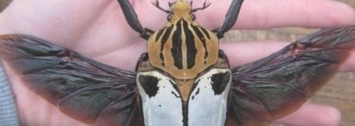 ТОП 8 необычайно огромных насекомых планеты (Фото)