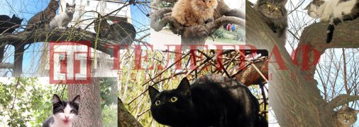 Весна пришла - коты прилетели: во всем мире отмечают день домашних любимцев