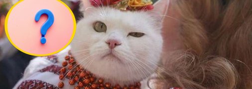 Кішка у вишиванці